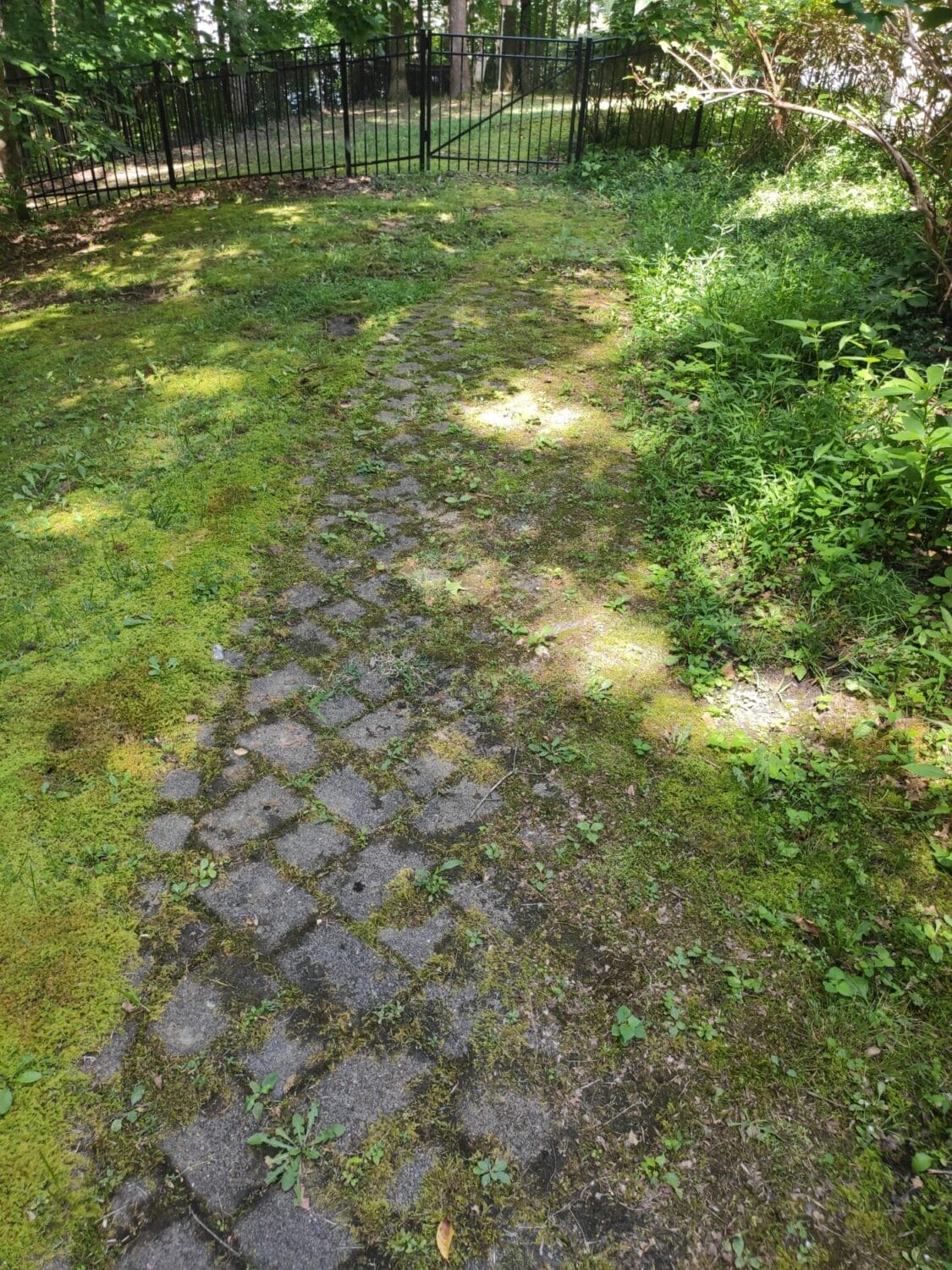 Moss removal from pavers Southwest Florida cleaning